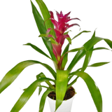 Bromeliad Guzmania 'Purple' - 4" Pot