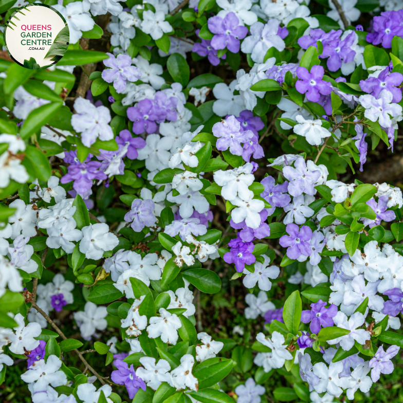 Close-up of Brunfelsia Latifolia: This image showcases a detailed view of the Brunfelsia Latifolia flower. The flower exhibits a captivating gradient of colors, transitioning from deep purple at the center to lighter shades of lavender towards the edges of the petals. Each petal features delicate veins and a slightly ruffled texture, adding to its allure. The flower's prominent yellow stamens and pistil are visible at the center, surrounded by a cluster of petals. 