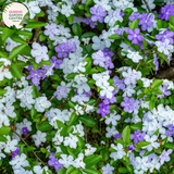 Close-up of Brunfelsia Latifolia: This image showcases a detailed view of the Brunfelsia Latifolia flower. The flower exhibits a captivating gradient of colors, transitioning from deep purple at the center to lighter shades of lavender towards the edges of the petals. Each petal features delicate veins and a slightly ruffled texture, adding to its allure. The flower's prominent yellow stamens and pistil are visible at the center, surrounded by a cluster of petals. 