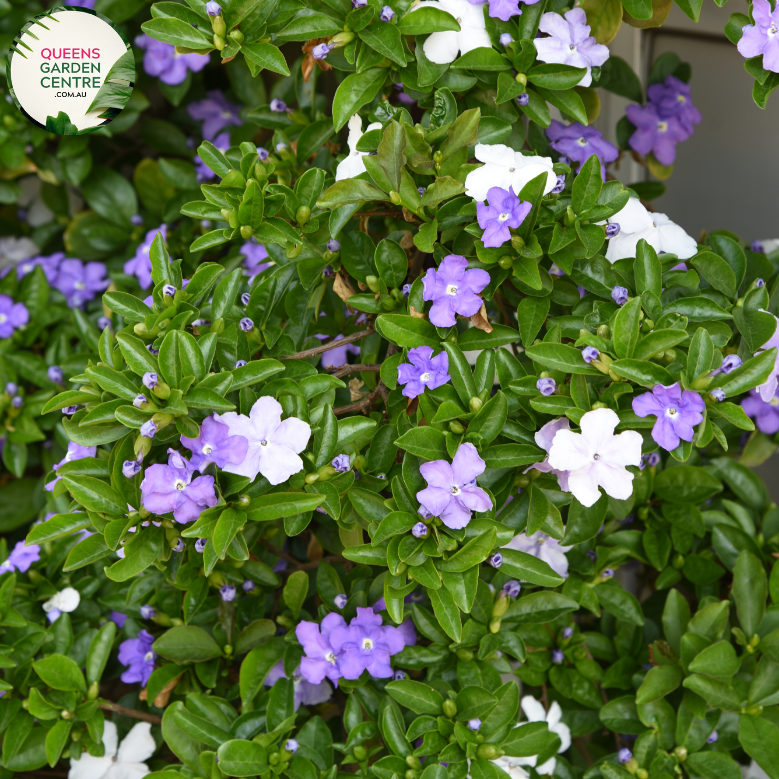 Close-up of Brunfelsia Latifolia: This image showcases a detailed view of the Brunfelsia Latifolia flower. The flower exhibits a captivating gradient of colors, transitioning from deep purple at the center to lighter shades of lavender towards the edges of the petals. Each petal features delicate veins and a slightly ruffled texture, adding to its allure. The flower's prominent yellow stamens and pistil are visible at the center, surrounded by a cluster of petals. 