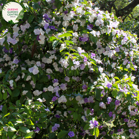 Close-up of Brunfelsia Latifolia: This image showcases a detailed view of the Brunfelsia Latifolia flower. The flower exhibits a captivating gradient of colors, transitioning from deep purple at the center to lighter shades of lavender towards the edges of the petals. Each petal features delicate veins and a slightly ruffled texture, adding to its allure. The flower's prominent yellow stamens and pistil are visible at the center, surrounded by a cluster of petals. 