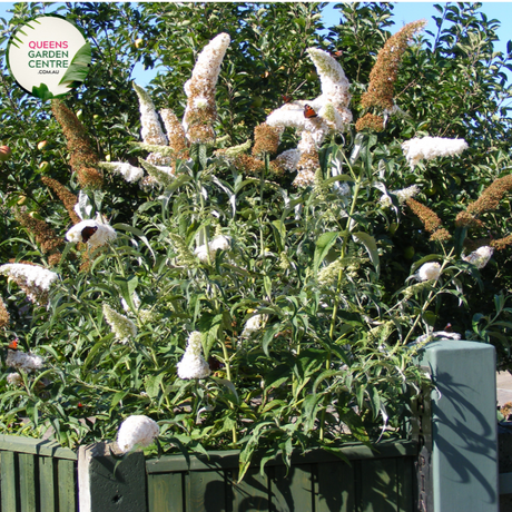 Close-up of Buddleja Buzz Ivory: This image showcases a detailed view of the Buddleja Buzz Ivory flower. The flower exhibits a creamy white color with a subtle hint of yellow at the center. Each petal features a delicate texture and slight ruffling along the edges, adding dimension to its appearance. The flower's prominent yellow-orange stamens are visible at the center, surrounded by a cluster of petals. 