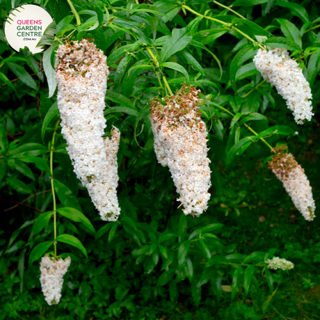 Close-up of Buddleja Buzz Ivory: This image showcases a detailed view of the Buddleja Buzz Ivory flower. The flower exhibits a creamy white color with a subtle hint of yellow at the center. Each petal features a delicate texture and slight ruffling along the edges, adding dimension to its appearance. The flower's prominent yellow-orange stamens are visible at the center, surrounded by a cluster of petals. 