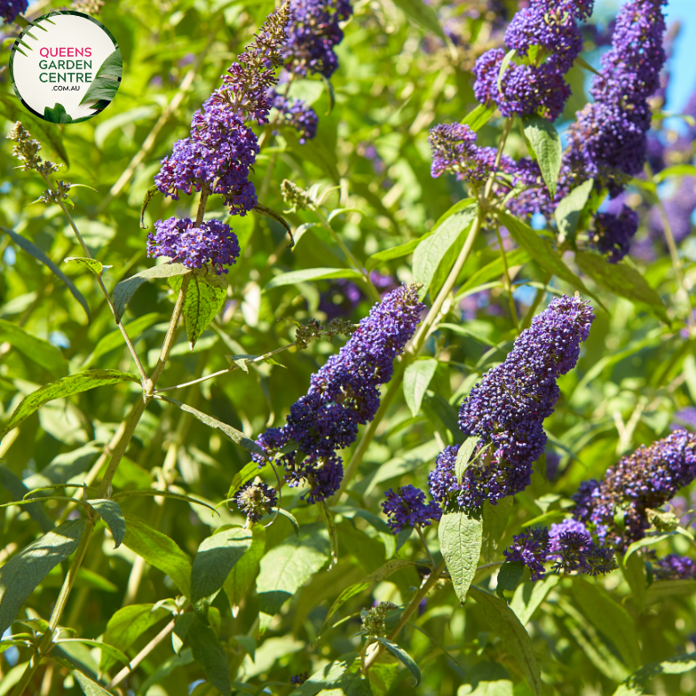 "Close-up view of Buddleja davidii 'Nanho Blue,' commonly known as Butterfly Bush, featuring panicles of fragrant, lilac-blue flowers. This deciduous shrub is a butterfly magnet and adds a delightful splash of color to gardens and landscapes."