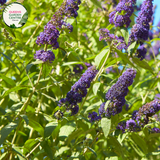 "Close-up view of Buddleja davidii 'Nanho Blue,' commonly known as Butterfly Bush, featuring panicles of fragrant, lilac-blue flowers. This deciduous shrub is a butterfly magnet and adds a delightful splash of color to gardens and landscapes."
