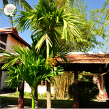 Close-up photo of a Butia capitata plant, commonly known as the Pindo Palm or Jelly Palm, showcasing its tropical and distinctive features. The plant features a cluster of feather-like fronds with a silvery-blue color and arching growth pattern. The fronds are densely arranged and have a graceful appearance. The photo captures the intricate details of the fronds, highlighting their silver-blue color, the fine texture of the leaflets, and the overall beauty of the Butia capitata plant.