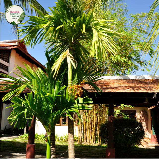 Close-up photo of a Butia capitata plant, commonly known as the Pindo Palm or Jelly Palm, showcasing its tropical and distinctive features. The plant features a cluster of feather-like fronds with a silvery-blue color and arching growth pattern. The fronds are densely arranged and have a graceful appearance. The photo captures the intricate details of the fronds, highlighting their silver-blue color, the fine texture of the leaflets, and the overall beauty of the Butia capitata plant.