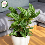 Close-up photo of a Calathea Fasciata plant, commonly known as Cigar Calathea or Zebra Plant, showcasing its unique and striking foliage. The plant features large, ovate leaves with bold, dark green stripes on a lighter green background, resembling zebra stripes. The leaves have a velvety texture and a slightly arching growth pattern.