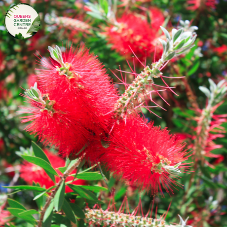 "A detailed image of the Callistemon 'Candy Pink' plant, showcasing its unique and vibrant features. The bottlebrush-like spikes of candy pink flowers stand out against the backdrop of slender green foliage. The compact and ornamental nature of the Callistemon 'Candy Pink' makes it a delightful addition to garden landscapes, offering a burst of color and charm. The plant's distinctive flowers add visual interest, creating a lively and appealing focal point in outdoor settings."