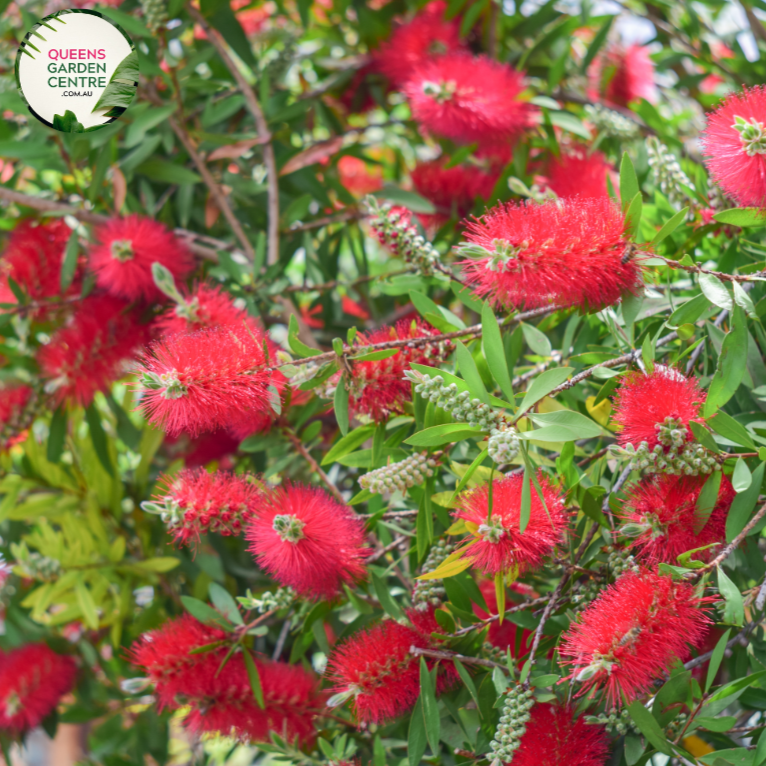 "A close-up view of the Callistemon citrinus 'Endeavour' plant, featuring its striking bottlebrush-like crimson-red flowers in full bloom. The slender green foliage complements the vibrant blossoms, creating a visually appealing contrast. 'Endeavour' is a compact and ornamental variety of Callistemon, adding a burst of color and charm to garden landscapes. The distinctive spikes of flowers contribute to the plant's overall attractiveness, making it a captivating focal point in outdoor settings."