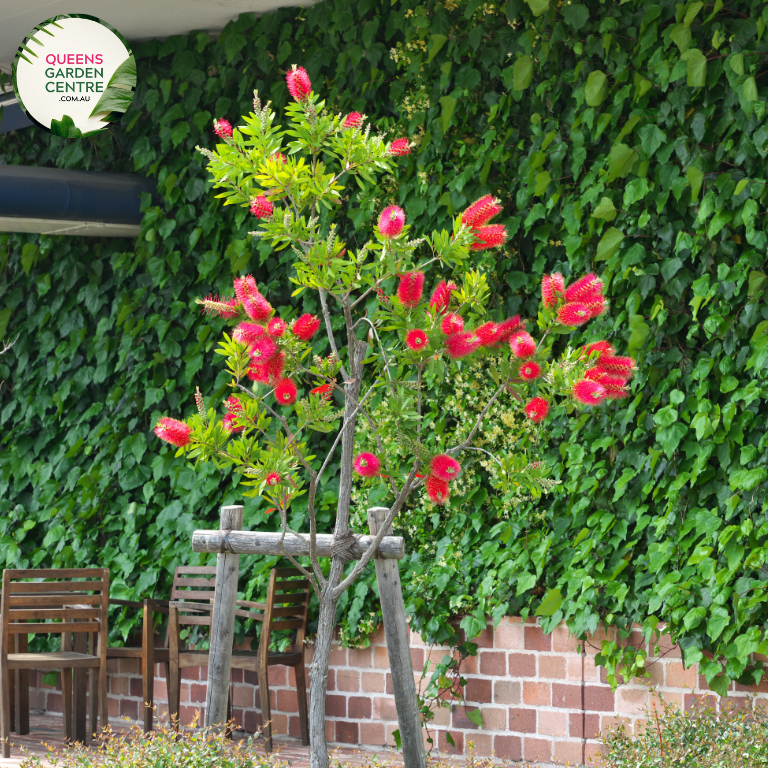 "A captivating image featuring the Callistemon 'Hannah Ray' plant, showcasing gracefully arching branches adorned with distinctive bottlebrush-like spikes of vibrant crimson-red flowers. The elegant weeping form and lush green foliage create a visually stunning composition. 'Hannah Ray' is a unique and ornamental variety of Callistemon, adding a touch of grace and vibrant color to garden landscapes. The plant's charming combination of flowing branches and eye-catching flowers makes it a focal point,