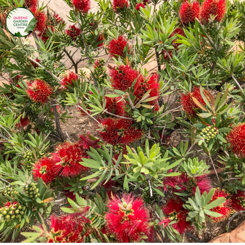 An image of a Callistemon Little John plant, a dwarf variety of bottlebrush plant. The plant showcases dense, compact growth with a rounded shape. It features narrow, dark green leaves that are soft to the touch. At the tips of the branches, clusters of vibrant red, bottlebrush-shaped flowers bloom, creating a stunning contrast against the foliage.