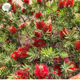 An image of a Callistemon Little John plant, a dwarf variety of bottlebrush plant. The plant showcases dense, compact growth with a rounded shape. It features narrow, dark green leaves that are soft to the touch. At the tips of the branches, clusters of vibrant red, bottlebrush-shaped flowers bloom, creating a stunning contrast against the foliage.