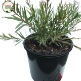 Callistemon Sugar Candy features vibrant pink, brush-like flowers with green foliage, creating a striking contrast in gardens or landscapes.