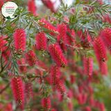 Close-up of Callistemon viminalis Dawson River Weeper: This image captures a detailed view of the Callistemon viminalis Dawson River Weeper flower. The slender red bottlebrush-like flower spikes are densely packed and cascade gracefully from the weeping branches, creating an elegant and striking display.
