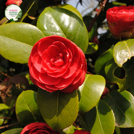 Close-up photo of a Camellia japonica 'Great Eastern' plant, showcasing its exquisite and elegant flowers. The plant features large, white blooms with a delicate blush of pink at the edges of the petals. The petals have a smooth and slightly waxy texture, adding to their visual appeal. The photo captures the intricate details of the flowers,
