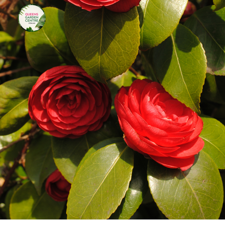 Close-up photo of a Camellia japonica 'Great Eastern' plant, showcasing its exquisite and elegant flowers. The plant features large, white blooms with a delicate blush of pink at the edges of the petals. The petals have a smooth and slightly waxy texture, adding to their visual appeal. The photo captures the intricate details of the flowers,