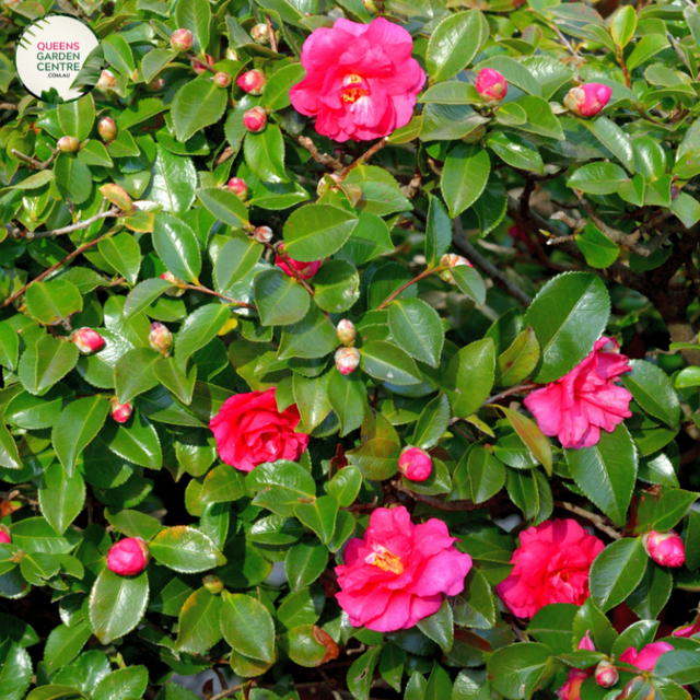 Close-up photo of a Camellia sasanqua 'Plantation Pink' plant, showcasing its elegant and enchanting flowers. The plant features medium-sized, semi-double blooms with delicate pink petals and a central cluster of golden-yellow stamens. The petals have a smooth and slightly ruffled appearance, adding depth and texture to the blossoms.