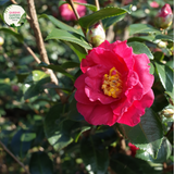 Close-up photo of a Camellia sasanqua 'Plantation Pink' plant, showcasing its elegant and enchanting flowers. The plant features medium-sized, semi-double blooms with delicate pink petals and a central cluster of golden-yellow stamens. The petals have a smooth and slightly ruffled appearance, adding depth and texture to the blossoms.