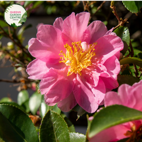 "A close-up view of the Camellia hiemalis 'Hiryu' (Sasanqua) plant, showcasing its exquisite features. The evergreen foliage with glossy, dark green leaves provides a lush backdrop for the profusion of elegant, semi-double blooms. 'Hiryu' is celebrated for its vibrant pink flowers with golden stamens, creating a visually stunning display. This Sasanqua Camellia is a graceful and ornamental addition to garden landscapes, offering a blend of rich greenery and captivating blossoms."