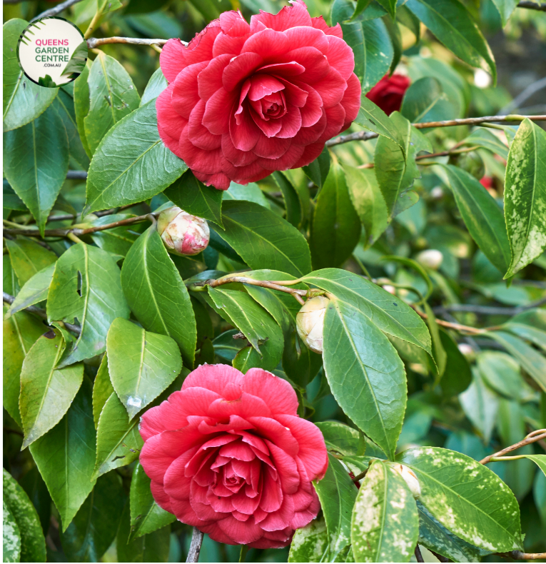 Close-up photo of a Camellia japonica CM Hovey plant, showcasing its elegant and enchanting flowers. The plant features large, white blooms with a bright yellow center of stamens. The petals have a smooth and slightly waxy texture, adding to their visual appeal. 