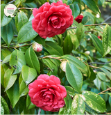 Close-up photo of a Camellia japonica CM Hovey plant, showcasing its elegant and enchanting flowers. The plant features large, white blooms with a bright yellow center of stamens. The petals have a smooth and slightly waxy texture, adding to their visual appeal. 