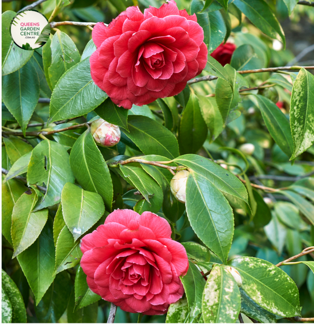 Close-up photo of a Camellia japonica CM Hovey plant, showcasing its elegant and enchanting flowers. The plant features large, white blooms with a bright yellow center of stamens. The petals have a smooth and slightly waxy texture, adding to their visual appeal. 
