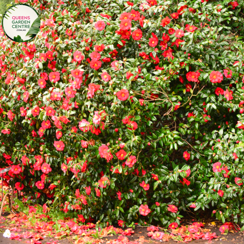 "A close-up view of the Camellia japonica 'Little Red Riding Hood' plant, showcasing its glossy evergreen foliage and charming, fully double blooms. The dark green leaves provide an elegant backdrop for the profusion of small, vibrant red flowers. 'Little Red Riding Hood' is a compact and ornamental Camellia japonica variety, adding a burst of rich color and visual interest to garden landscapes. This charming cultivar is ideal for smaller spaces, 