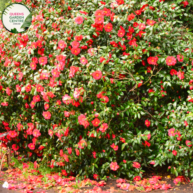 "A close-up view of the Camellia japonica 'Little Red Riding Hood' plant, showcasing its glossy evergreen foliage and charming, fully double blooms. The dark green leaves provide an elegant backdrop for the profusion of small, vibrant red flowers. 'Little Red Riding Hood' is a compact and ornamental Camellia japonica variety, adding a burst of rich color and visual interest to garden landscapes. This charming cultivar is ideal for smaller spaces, 