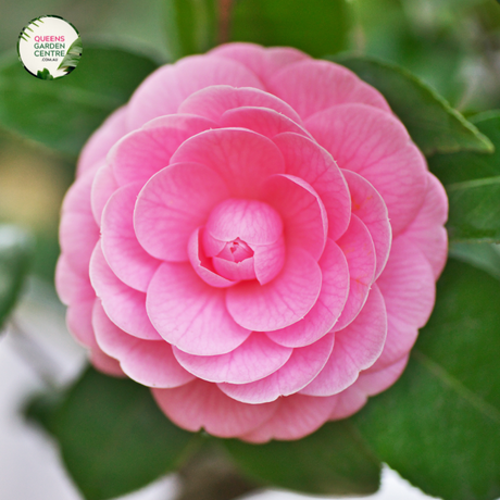 Close-up photo of a Camellia japonica 'Black Tie' plant, showcasing its elegant and enchanting blooms. The plant features large, dark-red flowers with prominent yellow stamens at the center. The petals have a smooth and slightly waxy texture, adding depth and visual interest to the blossoms. The photo captures the intricate details of the flowers, highlighting the rich red color, the contrasting yellow stamens, and the overall beauty of the Camellia japonica 'Black Tie' variety.