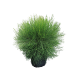 Casurina Glauca Green Wave