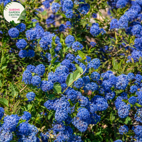 Close-up of Ceanothus Blue Pacific: This image provides a detailed view of the Ceanothus Blue Pacific flower cluster. The small, delicate flowers are arranged in dense clusters along the stems, creating a profusion of vibrant blue blossoms. Each individual flower features five petals and a central cluster of stamens, giving it a star-like appearance.