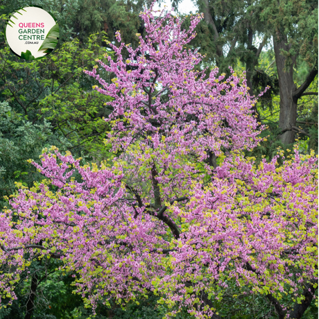  Close-up of Cercis siliquastrum Judas Tree: This image showcases the delicate features of the Cercis siliquastrum, commonly known as the Judas Tree. The focal point is a cluster of vibrant pink, pea-shaped flowers, which densely adorn the branches of the tree. Each flower consists of five petals arranged in a rounded shape, with small, contrasting stamens at the center. 