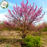  Close-up of Cercis siliquastrum Judas Tree: This image showcases the delicate features of the Cercis siliquastrum, commonly known as the Judas Tree. The focal point is a cluster of vibrant pink, pea-shaped flowers, which densely adorn the branches of the tree. Each flower consists of five petals arranged in a rounded shape, with small, contrasting stamens at the center. 