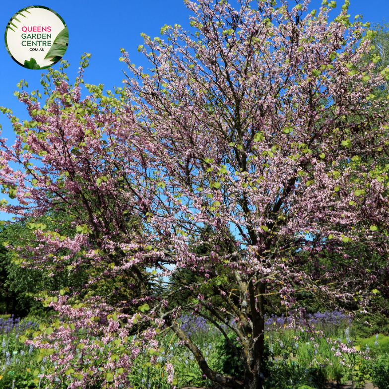 Close-up of Cercis siliquastrum Showgirl: This image highlights the exquisite features of the Cercis siliquastrum Showgirl, also known as the Judas Tree. The focal point is a cluster of vibrant pink, pea-shaped flowers that densely cover the branches of the tree. Each flower showcases delicate petals arranged in a rounded shape, with contrasting stamens at the center. 