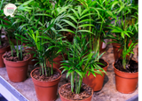  Close-up photo of a Chamaedorea Atrovirens plant, commonly known as the Bamboo Palm or Atrovirens Palm, showcasing its lush and graceful foliage. The plant features a cluster of slender, arching fronds with a rich green color and a slightly feathery texture. The fronds form an elegant canopy, creating a tropical and inviting atmosphere. 