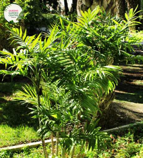  Close-up photo of a Chamaedorea Atrovirens plant, commonly known as the Bamboo Palm or Atrovirens Palm, showcasing its lush and graceful foliage. The plant features a cluster of slender, arching fronds with a rich green color and a slightly feathery texture. The fronds form an elegant canopy, creating a tropical and inviting atmosphere. 