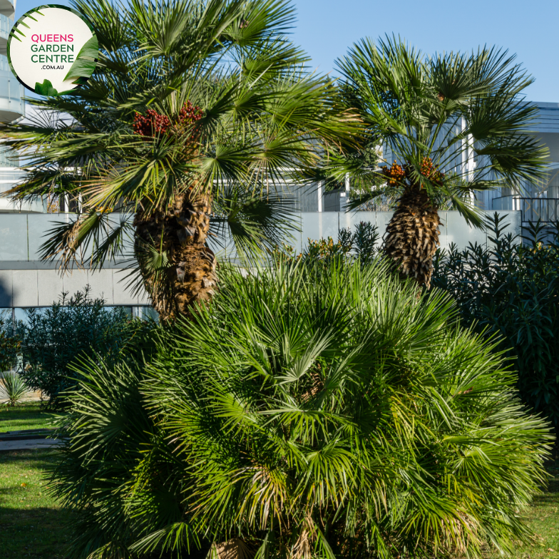 Alt text: Close-up photo of a Chamaerops humilis, commonly known as the European Fan Palm, featuring its distinctive fan-shaped leaves. The compact palm plant displays a cluster of palmate fronds, each with segmented, fan-like leaflets. The photo captures the symmetrical arrangement of the leaves and the overall elegance of the Chamaerops humilis European Fan Palm.