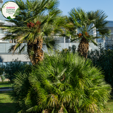 Alt text: Close-up photo of a Chamaerops humilis, commonly known as the European Fan Palm, featuring its distinctive fan-shaped leaves. The compact palm plant displays a cluster of palmate fronds, each with segmented, fan-like leaflets. The photo captures the symmetrical arrangement of the leaves and the overall elegance of the Chamaerops humilis European Fan Palm.