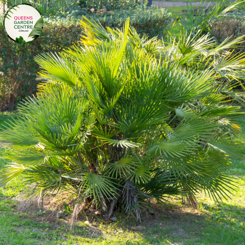 Alt text: Close-up photo of a Chamaerops humilis, commonly known as the European Fan Palm, featuring its distinctive fan-shaped leaves. The compact palm plant displays a cluster of palmate fronds, each with segmented, fan-like leaflets. The photo captures the symmetrical arrangement of the leaves and the overall elegance of the Chamaerops humilis European Fan Palm.