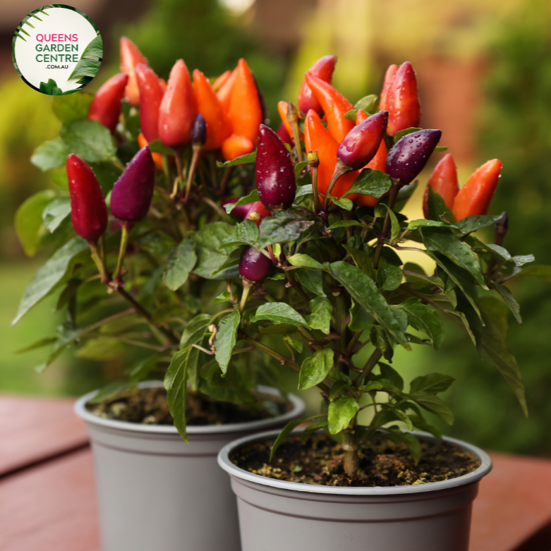  Alt text: Close-up photo of a Stromanthe sanguinea 'Triostar' plant, displaying its stunning variegated foliage. The tropical houseplant features large, lance-shaped leaves with an intricate pattern of pink, green, and cream colors, creating a visually captivating display.