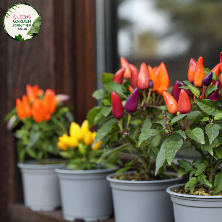  Alt text: Close-up photo of a Stromanthe sanguinea 'Triostar' plant, displaying its stunning variegated foliage. The tropical houseplant features large, lance-shaped leaves with an intricate pattern of pink, green, and cream colors, creating a visually captivating display.
