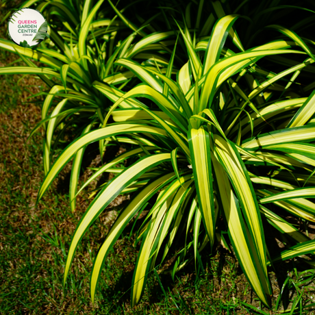Close-up photo of a Chlorophytum comosum 'Variegatum' plant, commonly known as the Variegated Spider Plant, showcasing its charming and unique features. The plant features long, arching leaves with a vibrant green color and striking white stripes running along the edges. The leaves have a slightly cascading growth habit, creating a beautiful and natural display. 
