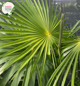 Close-up of Coccothrinax alta: This image highlights the intricate texture and structure of Coccothrinax alta leaves, showcasing its distinctive fan-shaped fronds in close detail.