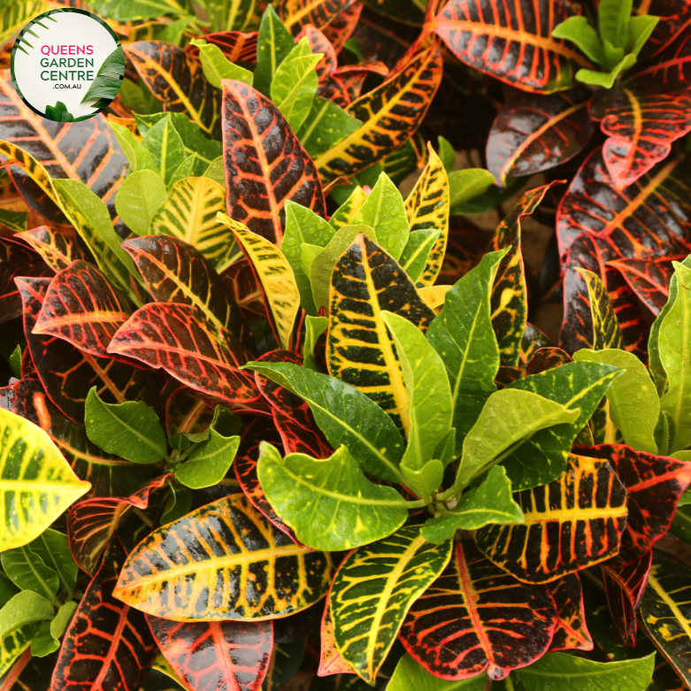 Alt text: Codiaeum variegatum 'Mammy,' commonly known as Mammy Croton, is a tropical plant with vibrant, multicolored foliage. The large, leathery leaves feature a mix of red, orange, and yellow hues, creating a striking display of colors. This croton variety is prized for its bold and tropical appearance, making it a popular choice for adding warmth and visual interest to indoor and outdoor spaces.