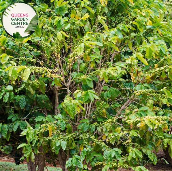 Alt text: Close-up photo of a Coffea arabica plant, commonly known as Arabica coffee. The tropical evergreen shrub features glossy, dark green leaves and clusters of small, fragrant white flowers. In the photo, developing coffee cherries are visible, showcasing the early stages of the fruit that contains the coffee beans. The image captures the lush foliage and the promise of the iconic coffee beans on the Coffea arabica plant.