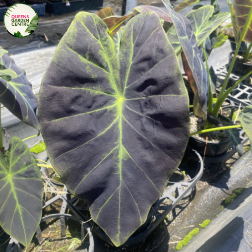 Colocasia Esculenta "Elephant Ear'