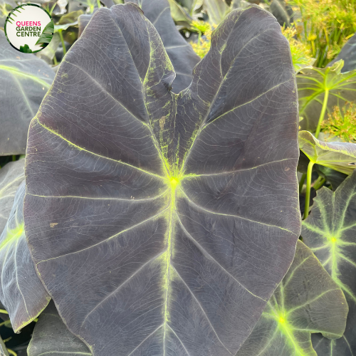 Colocasia Esculenta "Elephant Ear'