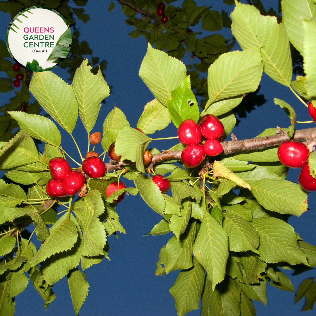 Cherry - Lapins Prunus Avium