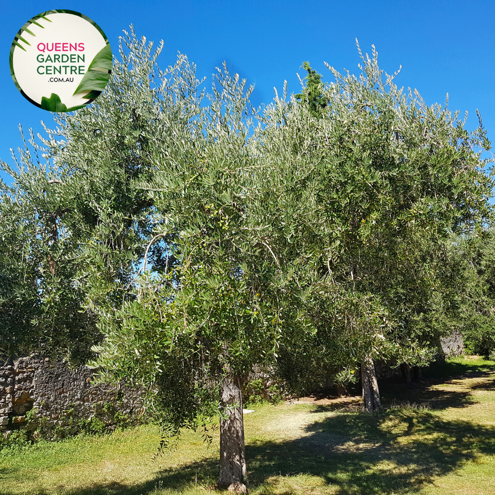 Olive Olea Europaea Tolleys Upright